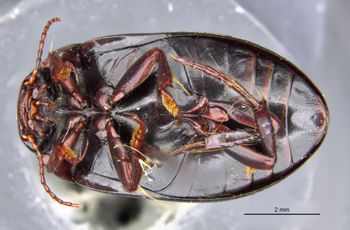 Media type: image;   Entomology 23971 Aspect: habitus ventral view